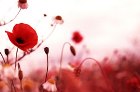 Awatar użytkownika